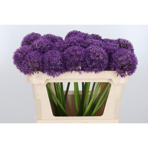 Allium Pinball Wizar