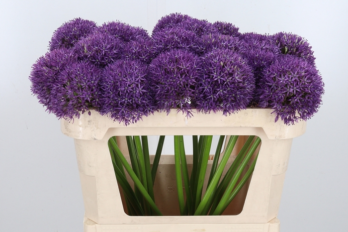 <h4>Allium Pinball Wizar</h4>
