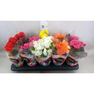 Begonia elat. DU   ...mix