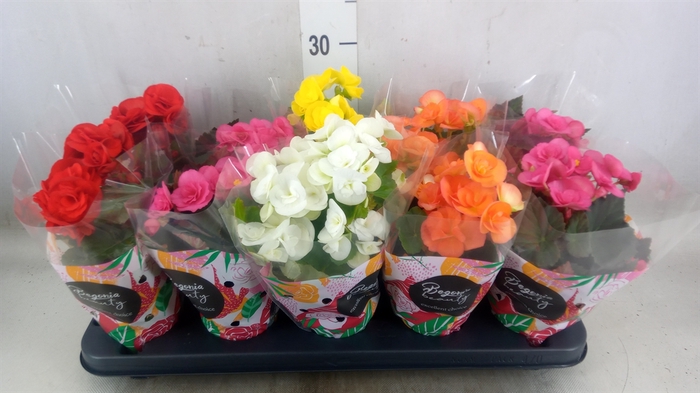 <h4>Begonia elat. DU   ...mix</h4>