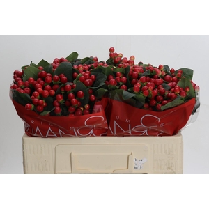 Hypericum True Romance