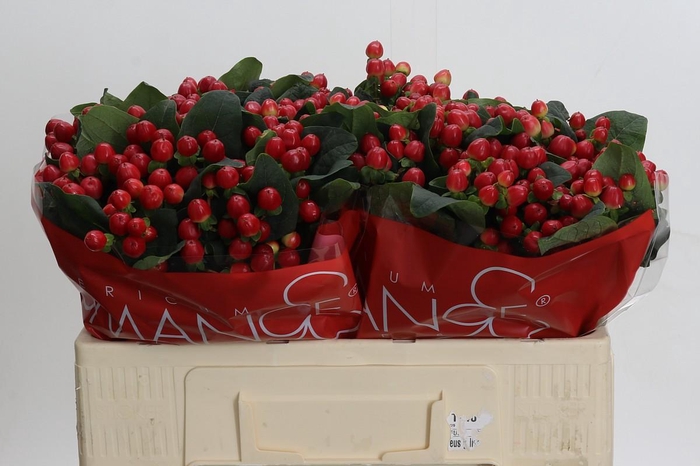 Hypericum True Romance