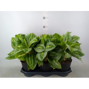Aglaonema  'Lemon Mint'