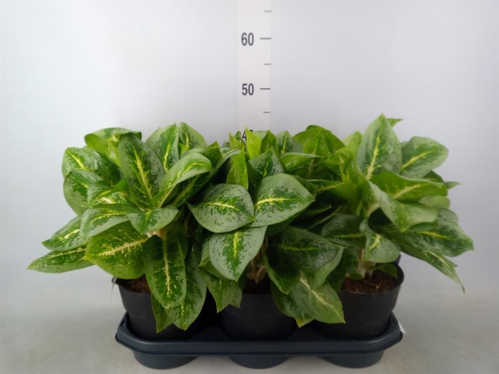 <h4>Aglaonema 'Lemon Mint'</h4>
