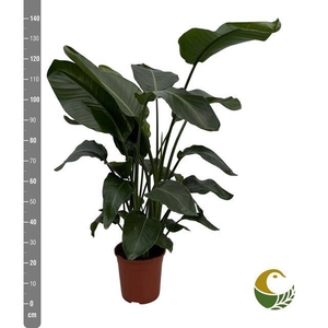 Strelitzia Nicolai 24Ø 140cm 4pp