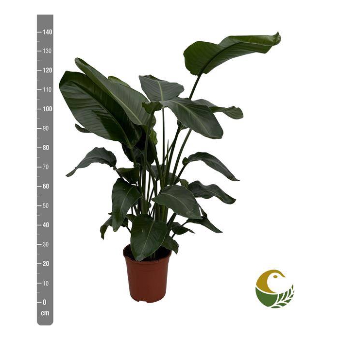 <h4>Strelitzia Nicolai 24Ø 140cm 4pp</h4>