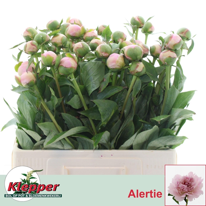 <h4>PAEO L ALERTIE</h4>