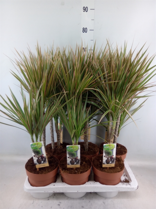 <h4>Dracaena marg. 'Bicolor'</h4>