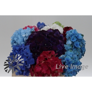 Hydrangea rainbow