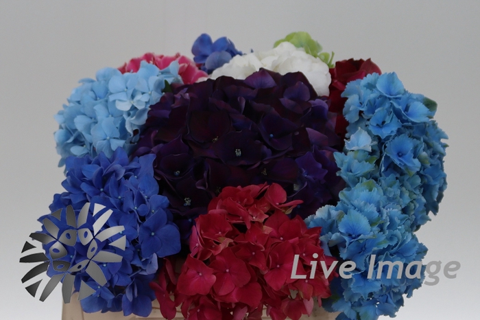 <h4>Hydrangea rainbow</h4>