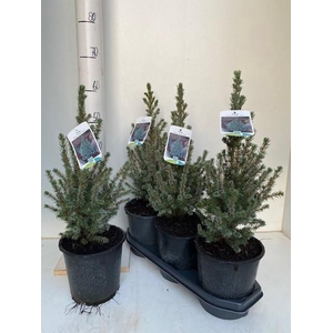 PICEA GL CONICA