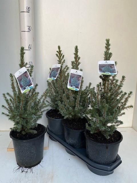 <h4>PICEA GL CONICA</h4>