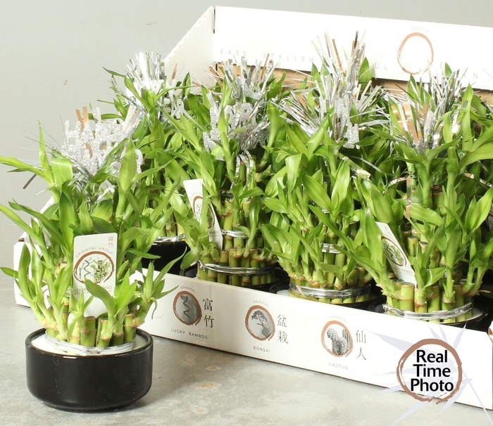 <h4>DRA LUCKY BAMBOO</h4>