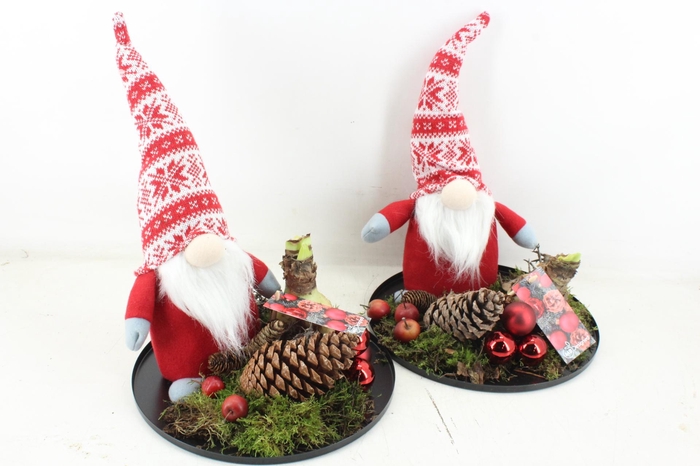 <h4>arr4 Amaryllis MB - Gnome rood op black plate</h4>