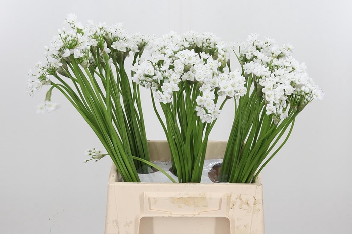 <h4>Allium Flocon</h4>