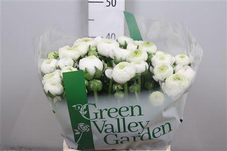 <h4>Ran Aazur White</h4>