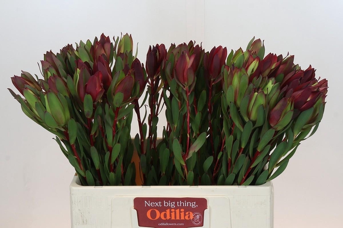 <h4>Leucadendron Senorita</h4>