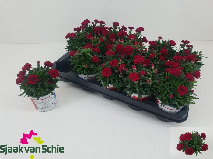 <h4>DIAN DIANTICA GEM</h4>