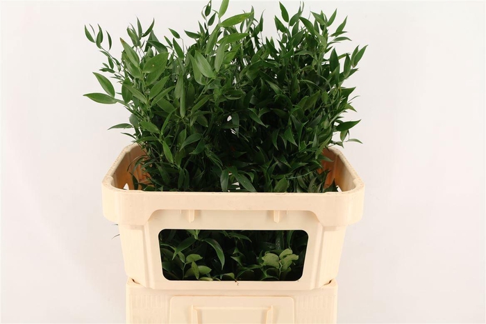 <h4>DANAE RACEMOSA PB</h4>