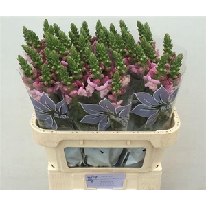 Antir Mary Lavender