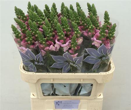 <h4>Antir Mary Lavender</h4>