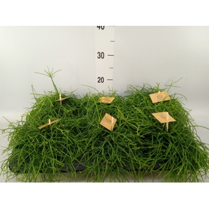 Rhipsalis   ...