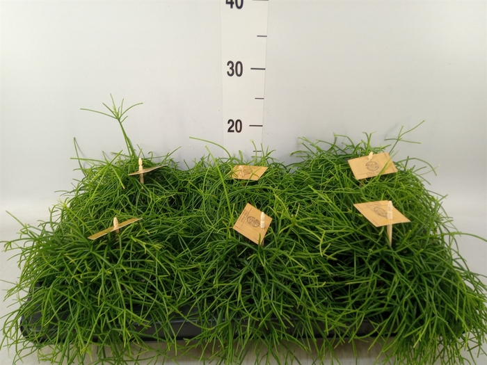 <h4>Rhipsalis   ...</h4>