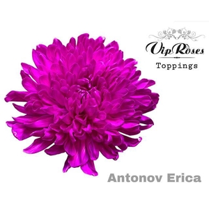 CHR E GEFAERBT Antonov Erica