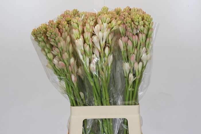 <h4>Polianthes Tuberosa</h4>