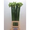Ornithogalum Saundersiae