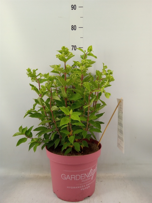 <h4>Hydrangea pan.</h4>