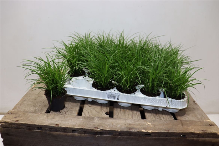 <h4>arr8 Carex Brunnea</h4>