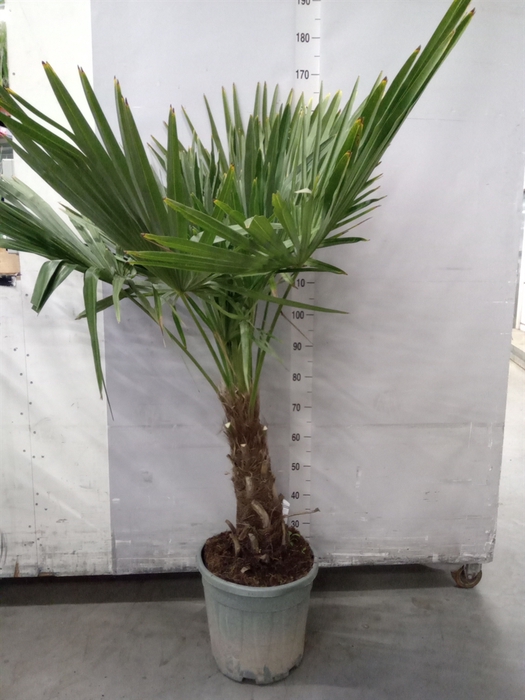 <h4>Trachycarpus fortunei</h4>