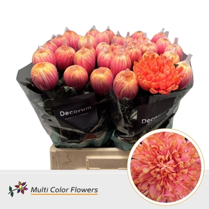 Chrysanthemum PL 'Antonov'  .col H%