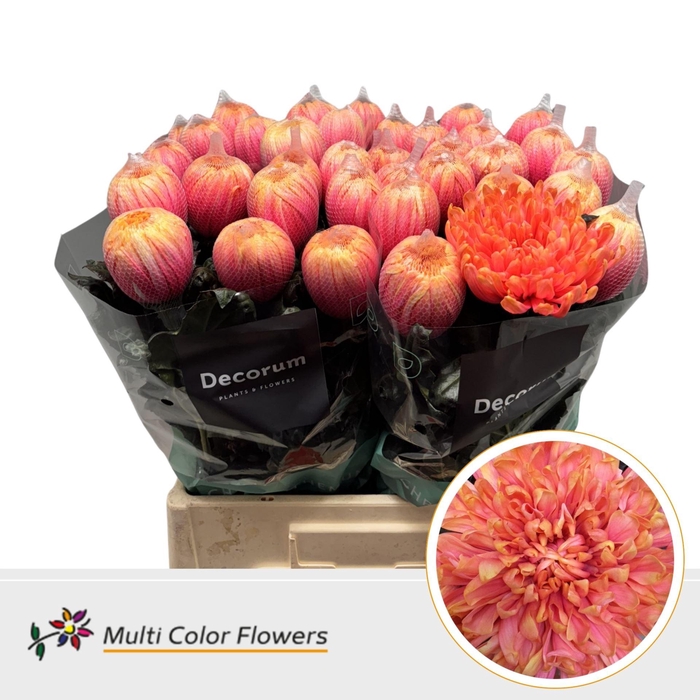 <h4>Chr. G 'Antonov' Explosion DYED</h4>