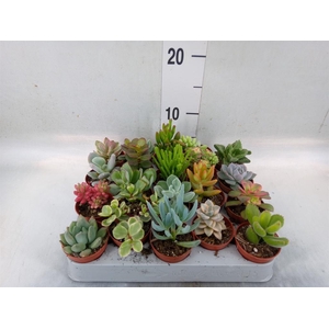 Succulents   ...