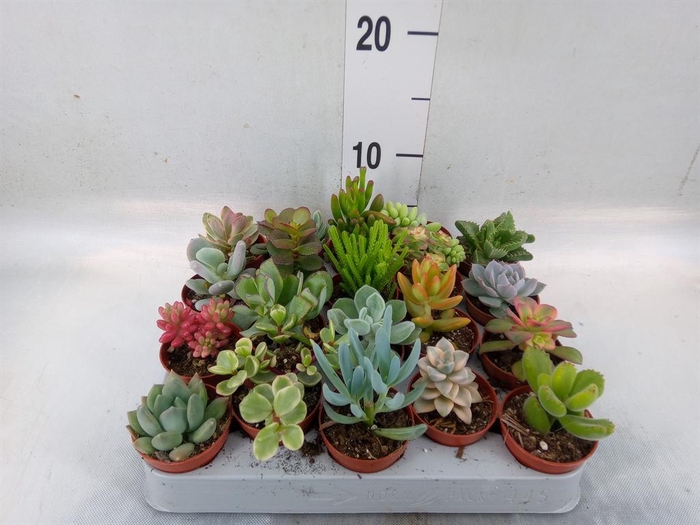 <h4>Succulents   ...</h4>