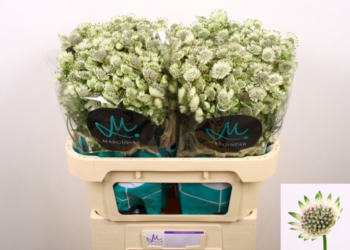 <h4>Astrantia Billion Stars XL</h4>