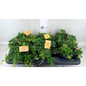 Parthenocissus  'Sugar Vine'