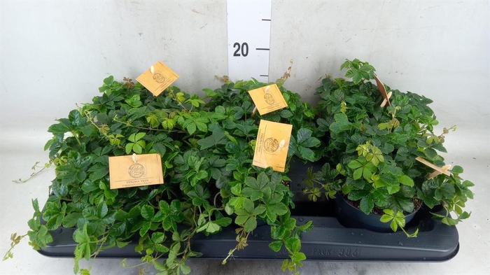 <h4>Parthenocissus  'Sugar Vine'</h4>