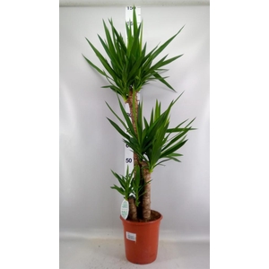 Yucca   ...