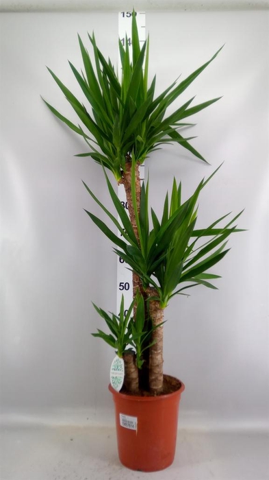 <h4>Yucca   ...</h4>