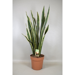 Sansevieria trifa. 'Laurentii'