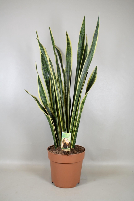 <h4>Sansevieria trifa. 'Laurentii'</h4>