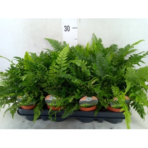 Polystichum tsussimense