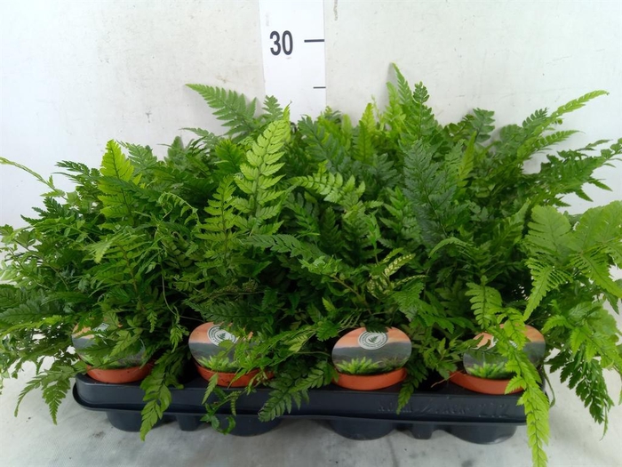 <h4>Polystichum tsussimense</h4>