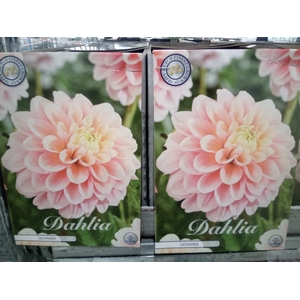 Dahlia   ...flowerbulbs