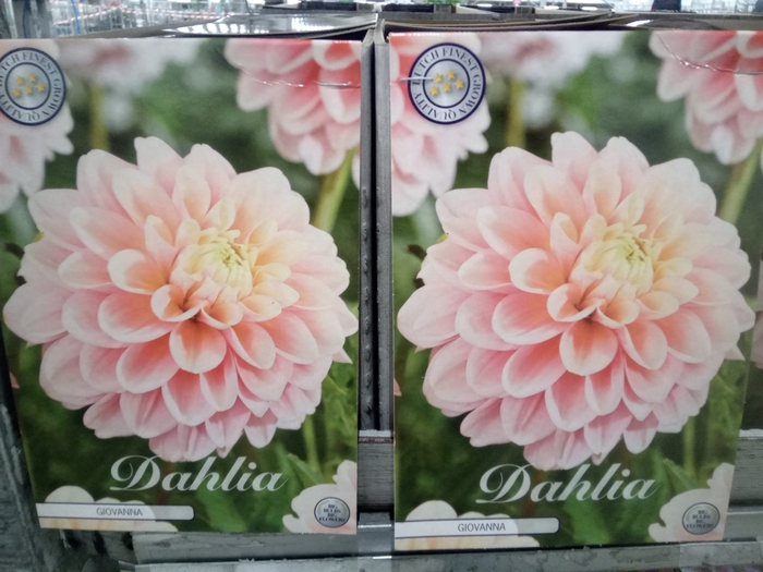 <h4>Dahlia   ...flowerbulbs</h4>