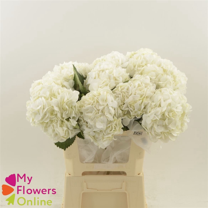 Hydr Super Select White 17-18cm CO