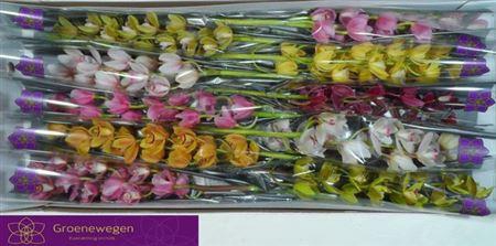 <h4>Cymb Mi Gem</h4>